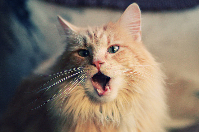 马拉维男篮在非洲锦标赛中奋勇拼搏，书写历史新篇章，马拉维是非洲哪个国家城市